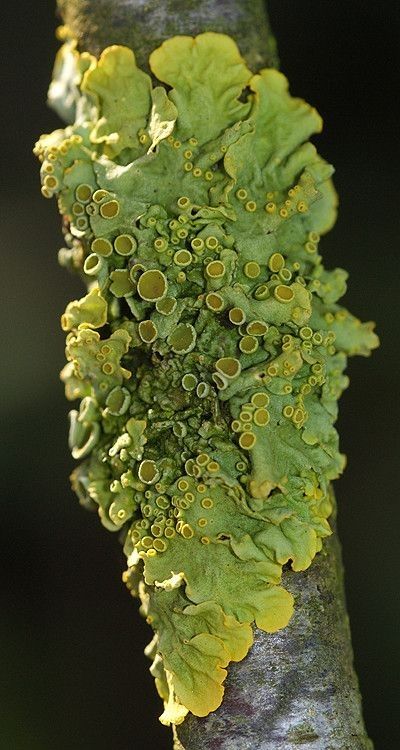 Groot Dooiermos - Xanthoria parietina