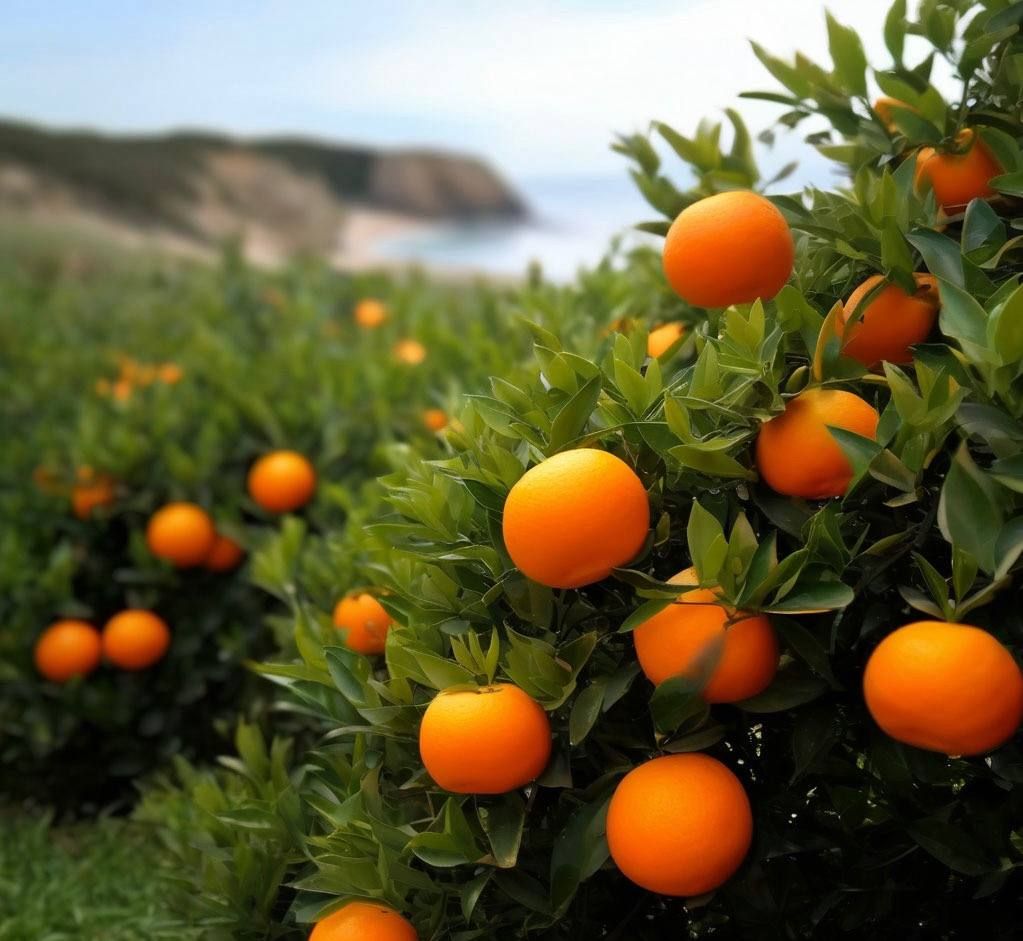 juicy tangerines