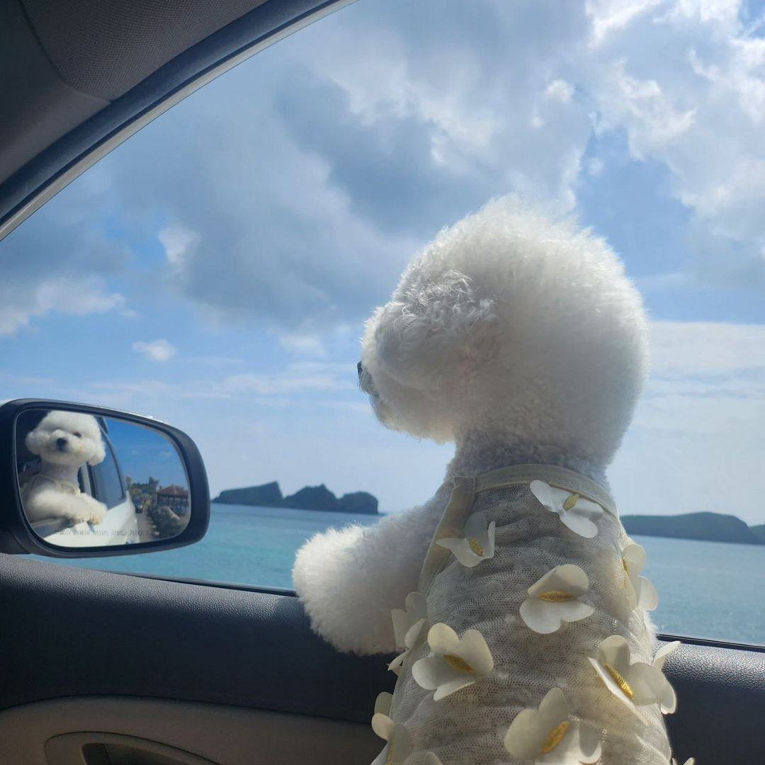 A dog's first trip to Jeju Island