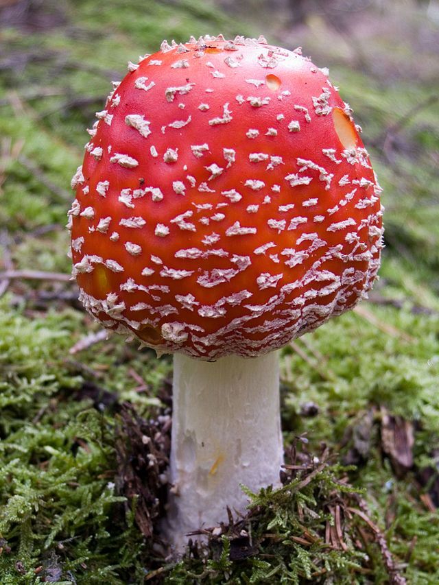 Amanita_muscaria