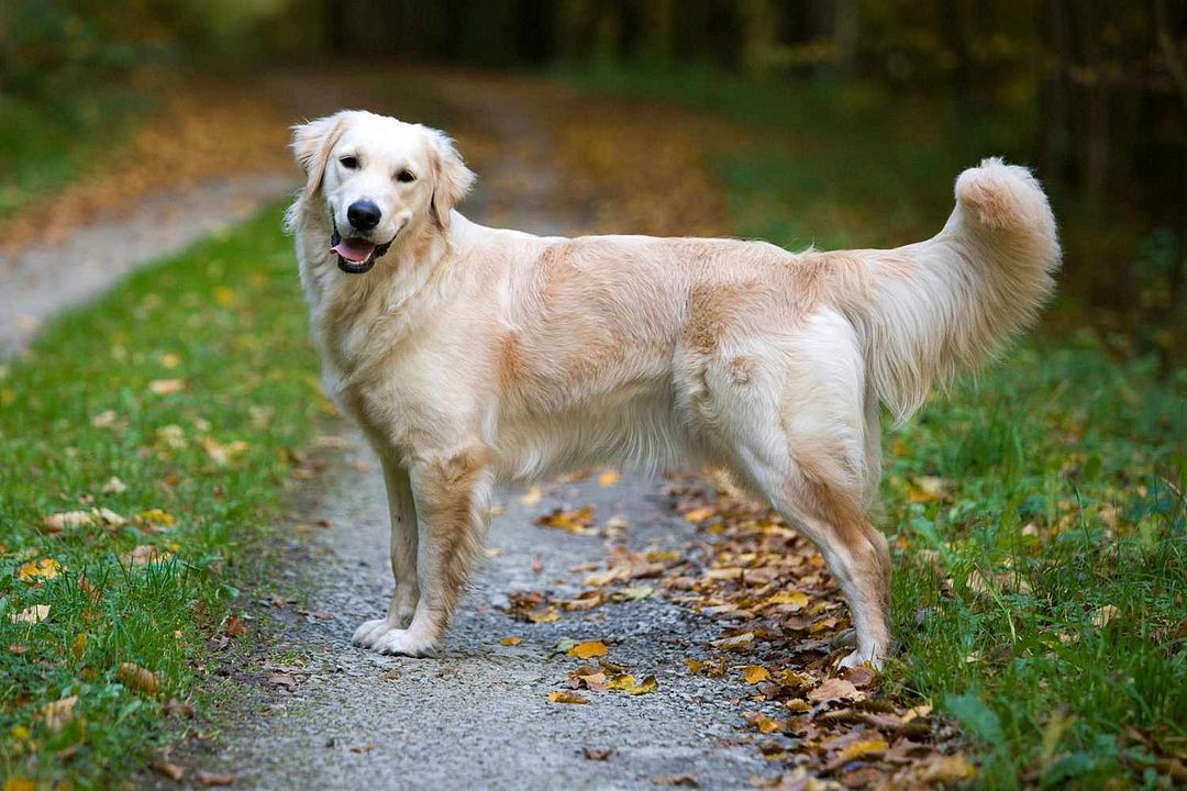 Retriever