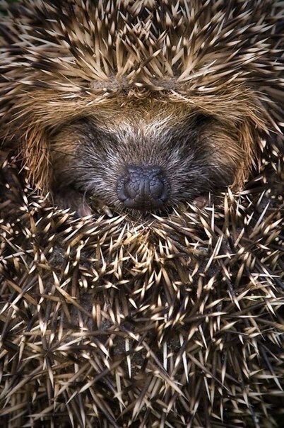 hedgehog sleep