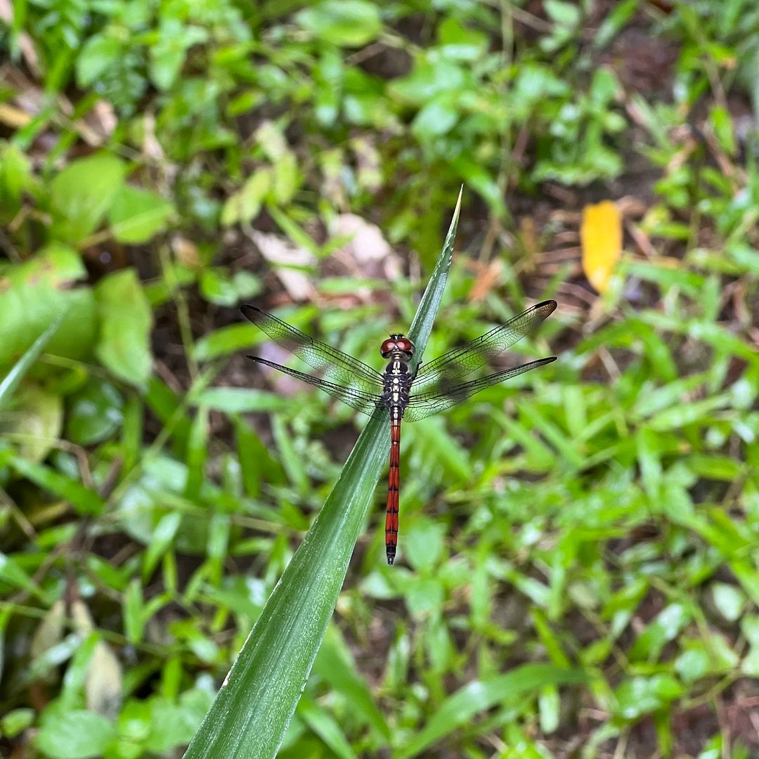 🌿graceful dragonfly resting