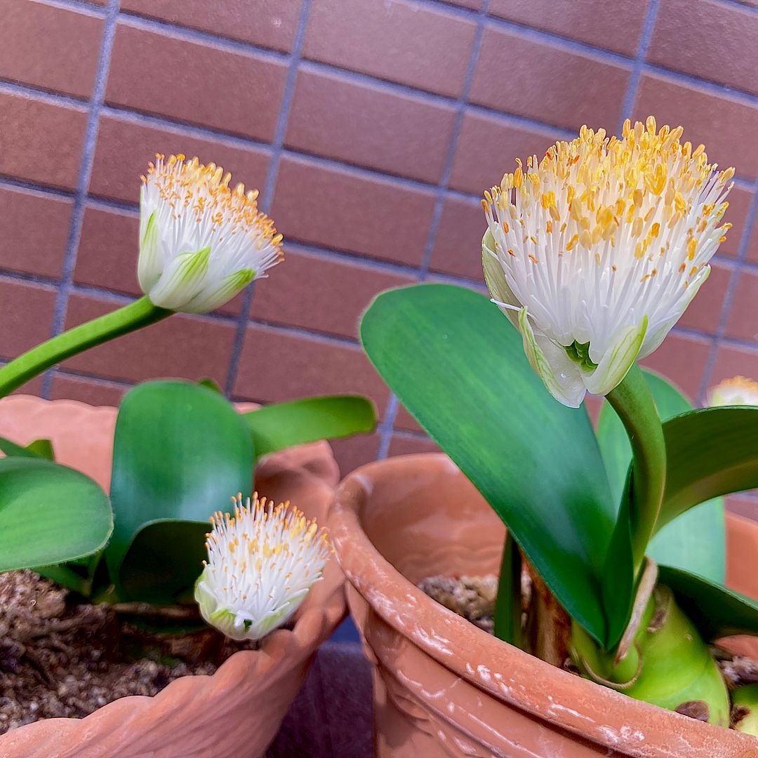 Haemanthus albiflos