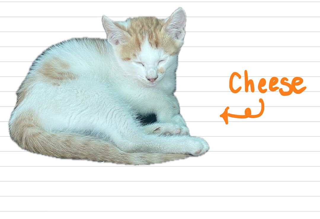 Cat_Cheese_23