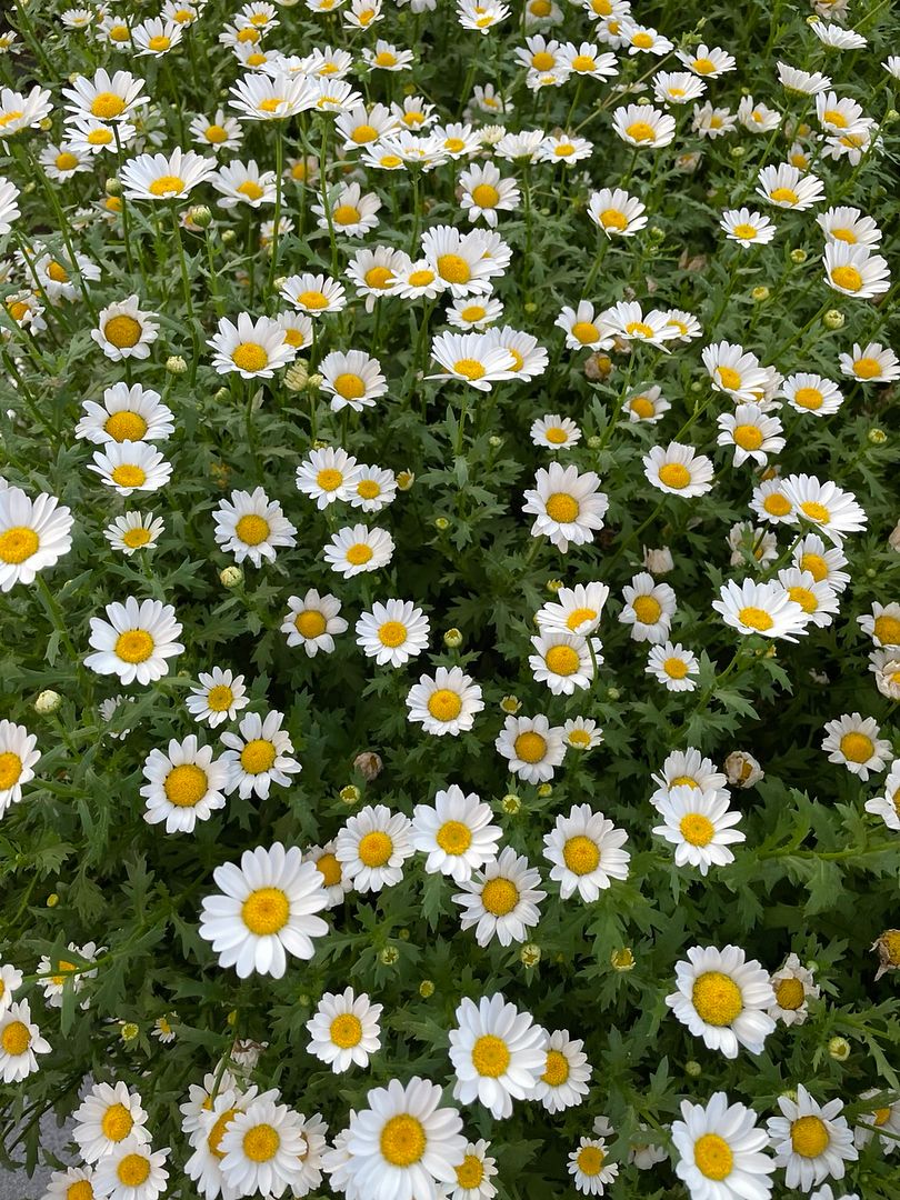 white dandelion