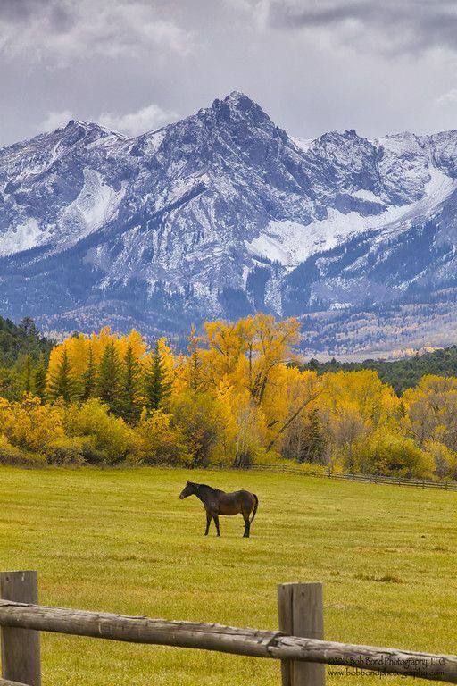 horse in a field in the mountains