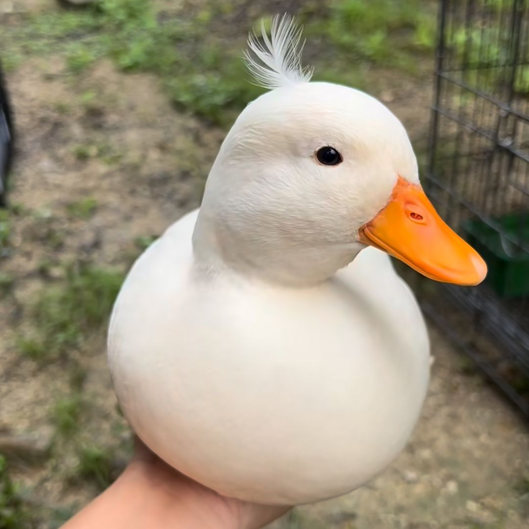 Duck