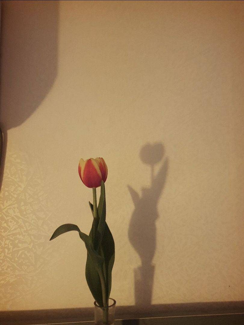 Tulip