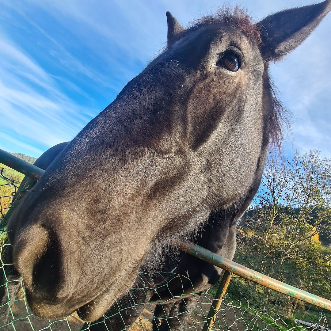 Zorbed Horse