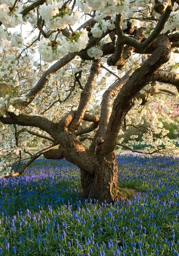 flowering tree