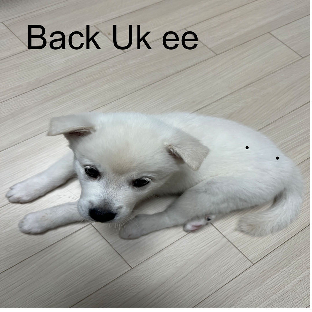 back uk ee