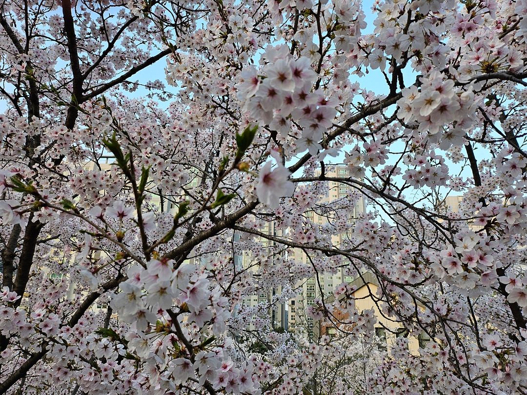 Cherry blossoms in KOREA