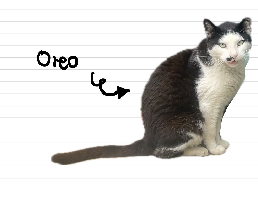 Cat_Oreo_4