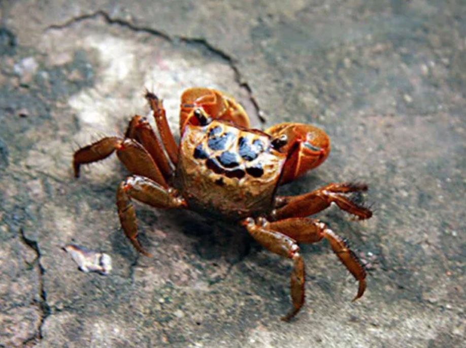 A species of crab that lives in Southeast Asia