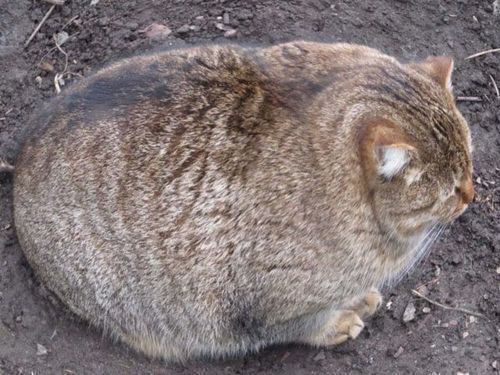 Fat Cat