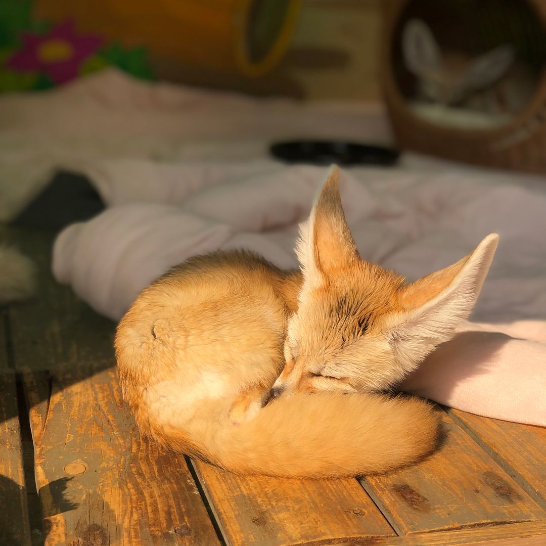 drowsy fox