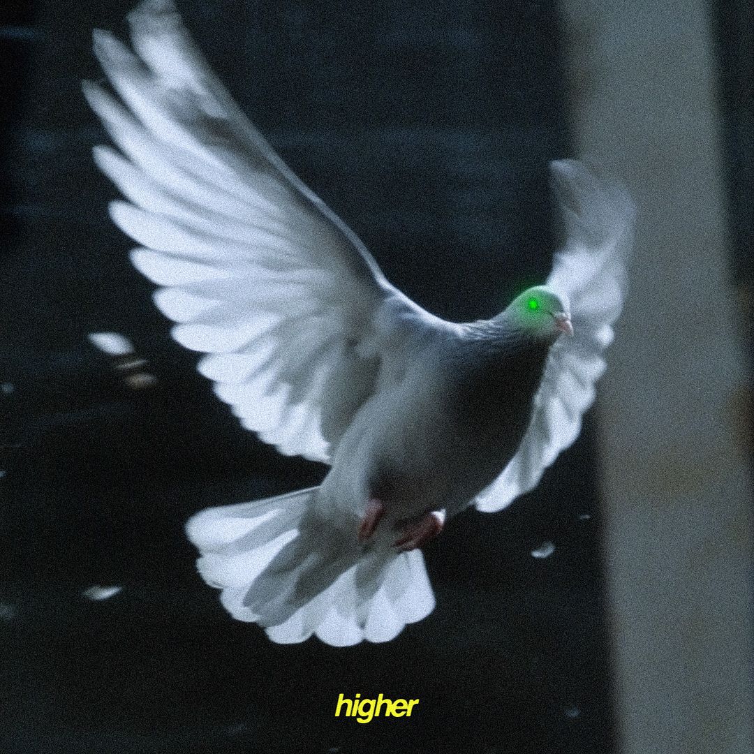 🕊️