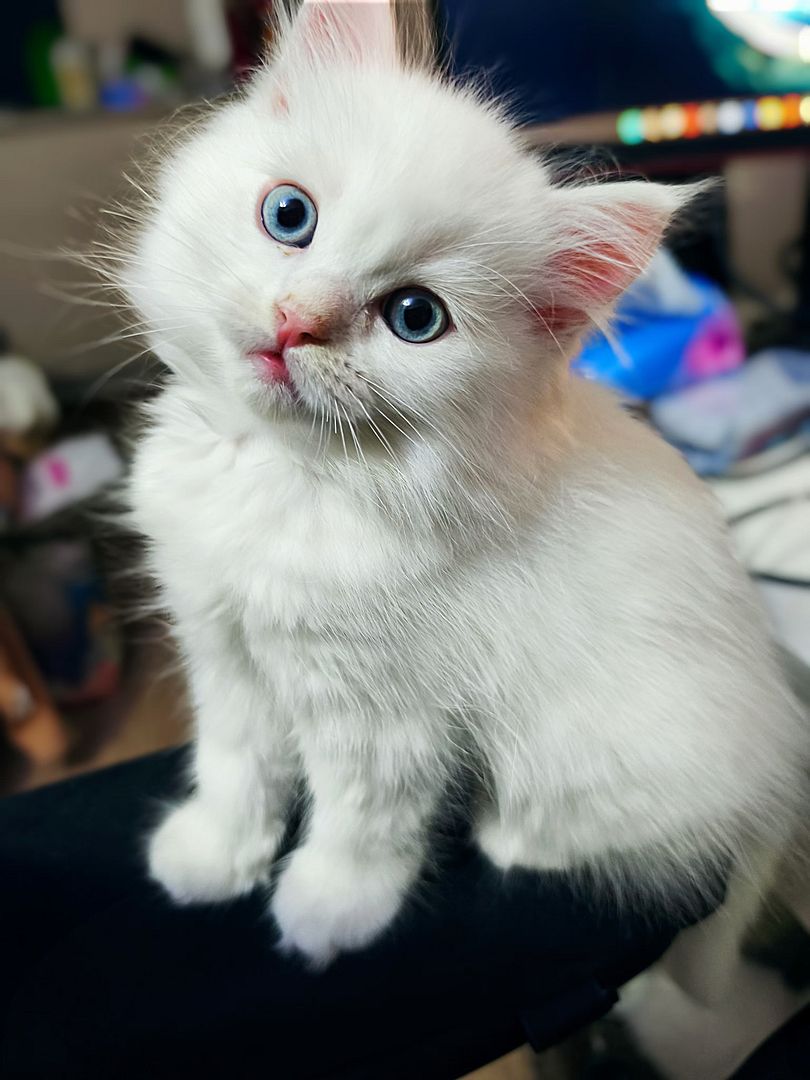 Kitten