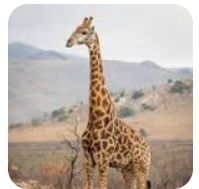 giraffe