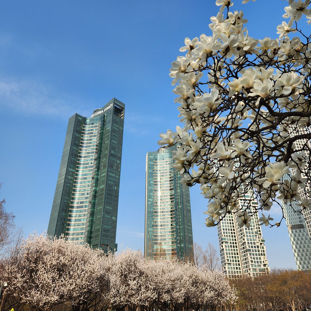 Spring in seoul