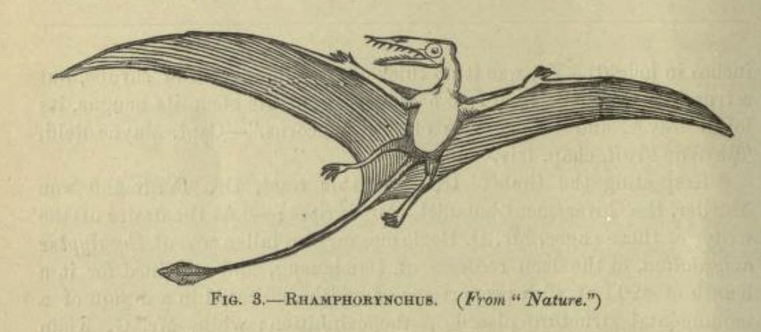 Rhamphorynchus