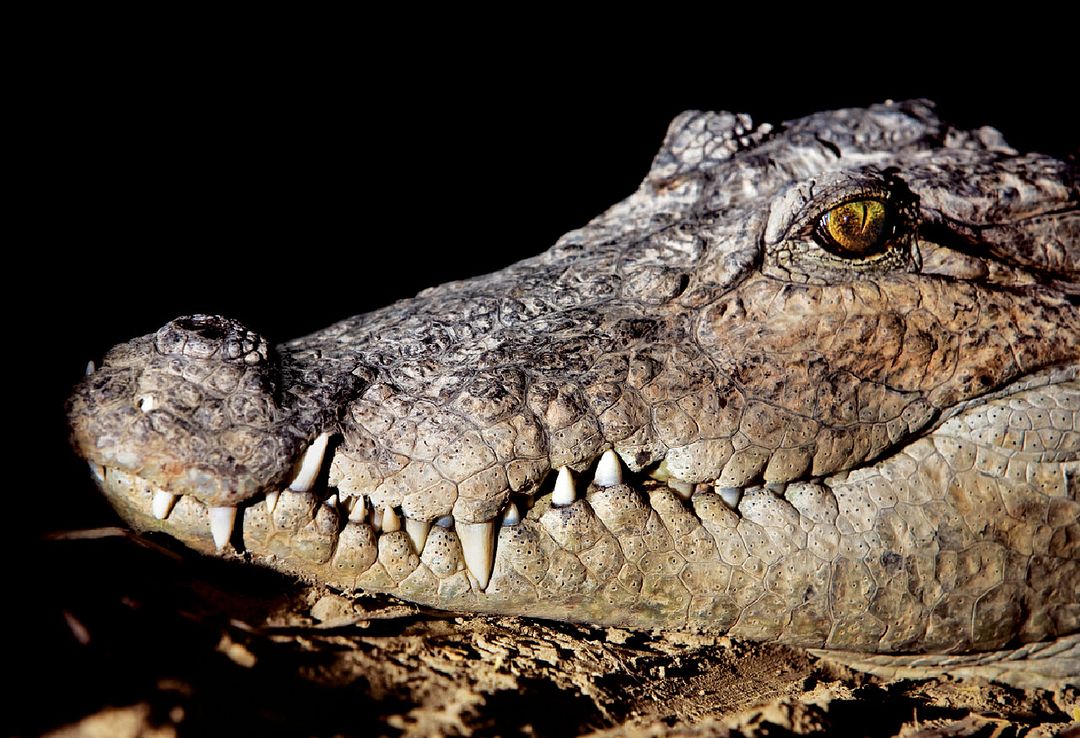 crocodile