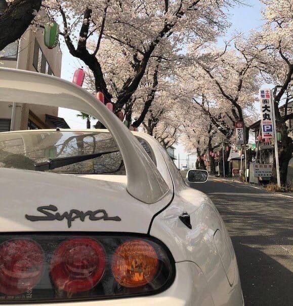 white car and flowering trees