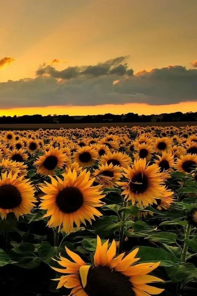 Sunflower Field🌻