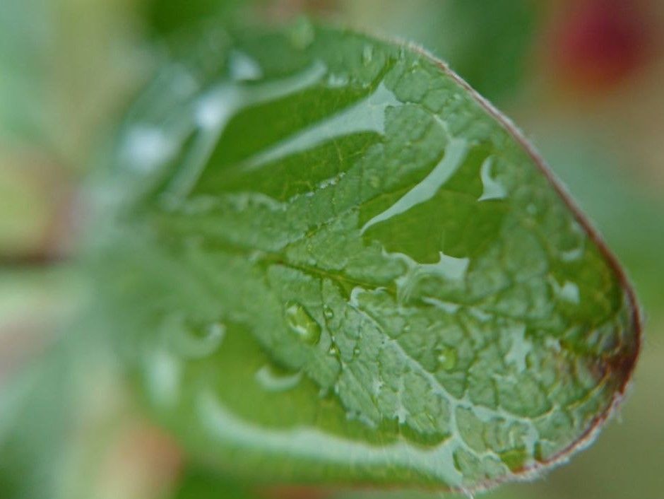 on a leaf