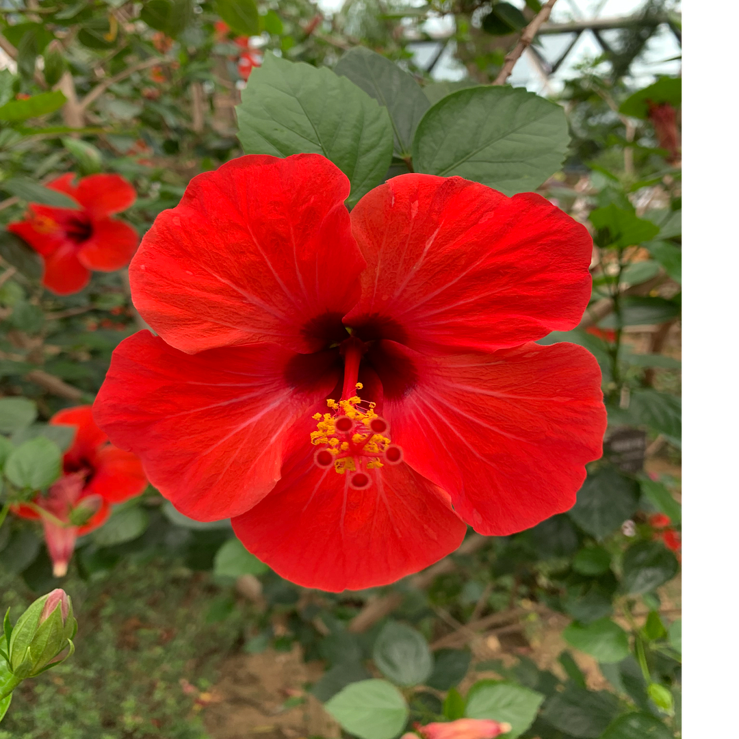 Red Hibiscus