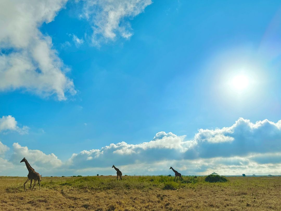 on safari in nairobi