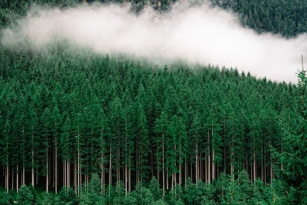 A dense forest of pine trees