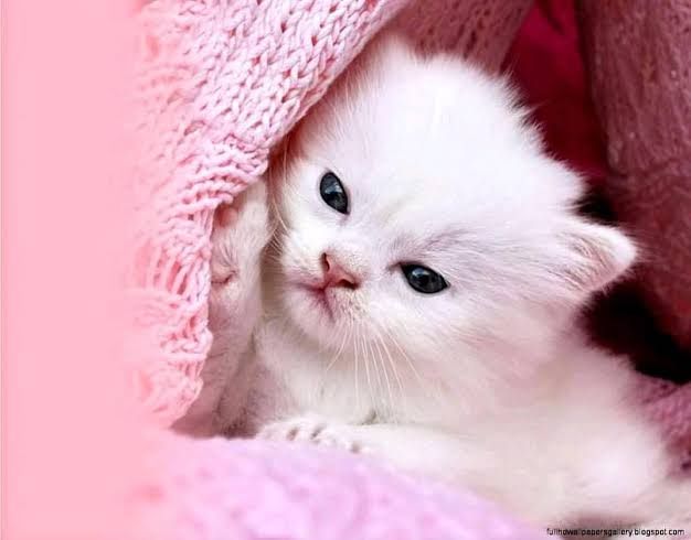 Cute Cat