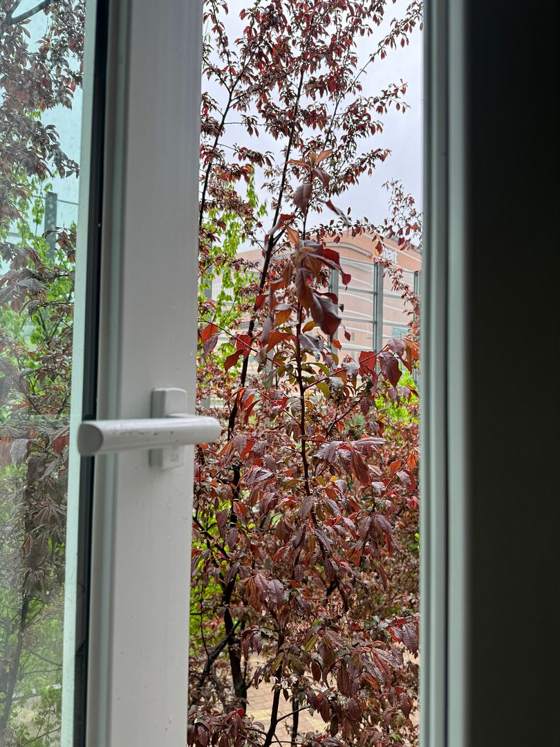 Plum Tree in front of my Window