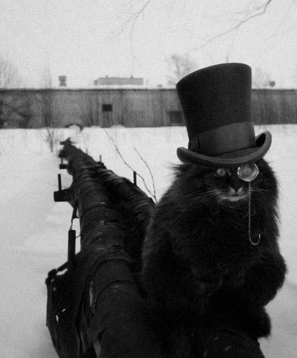 🎩🐈‍⬛