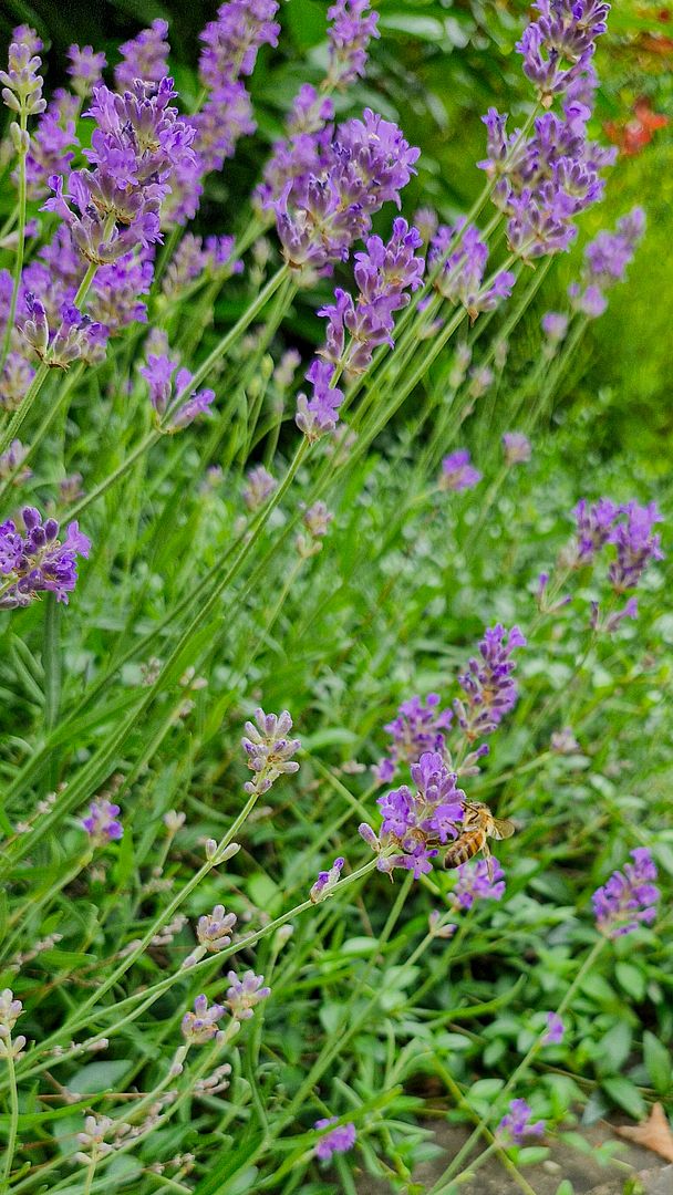 Berlin garden bee