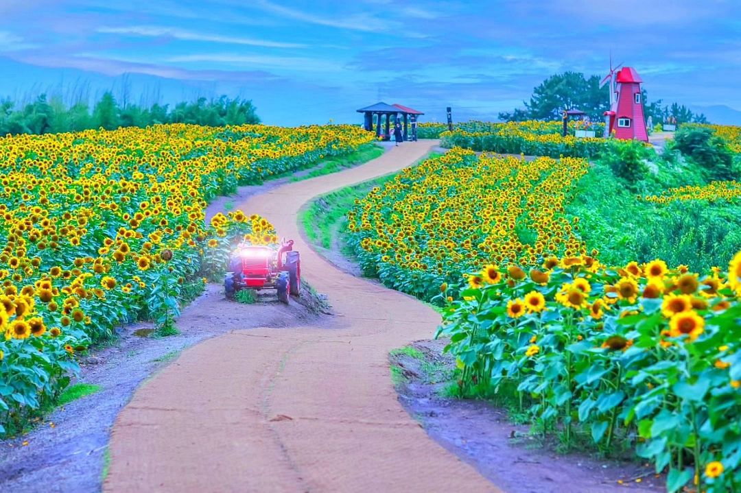 Gangju-ri Sunflower Festival, Korea