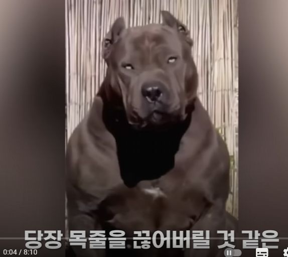 콸배개