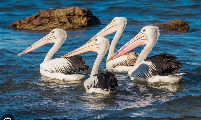 water birds