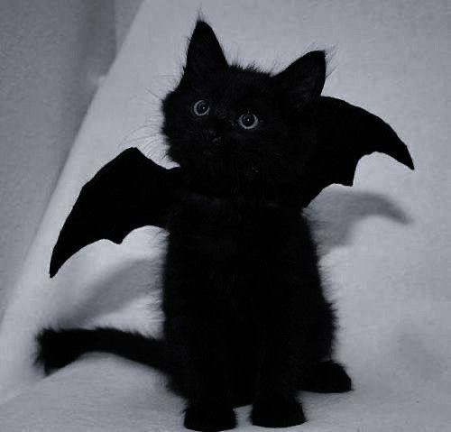 bat cat