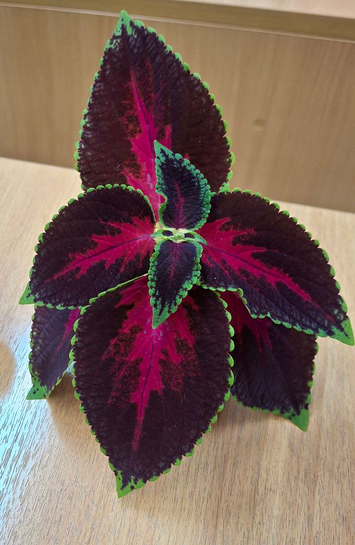 Coleus