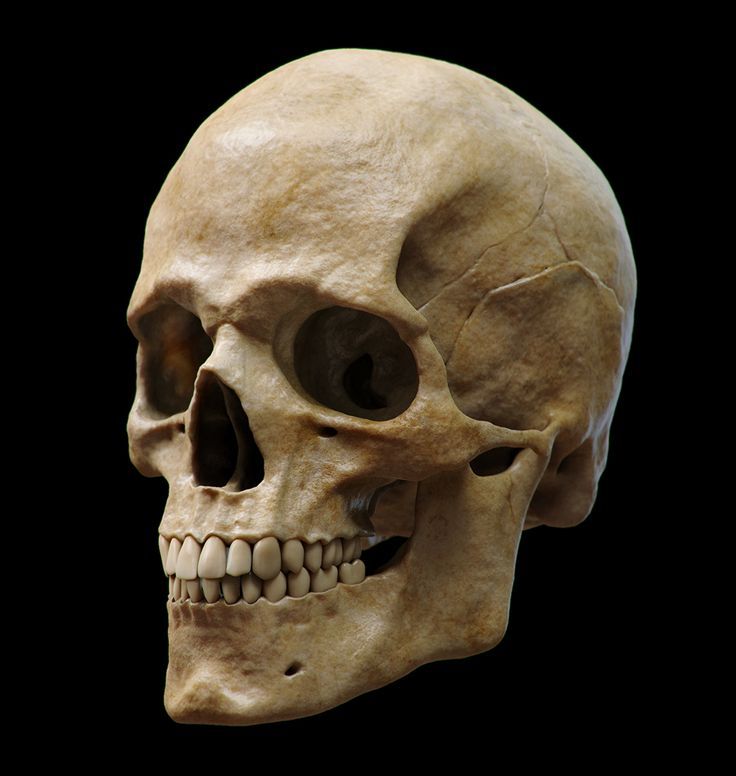 skull (1)