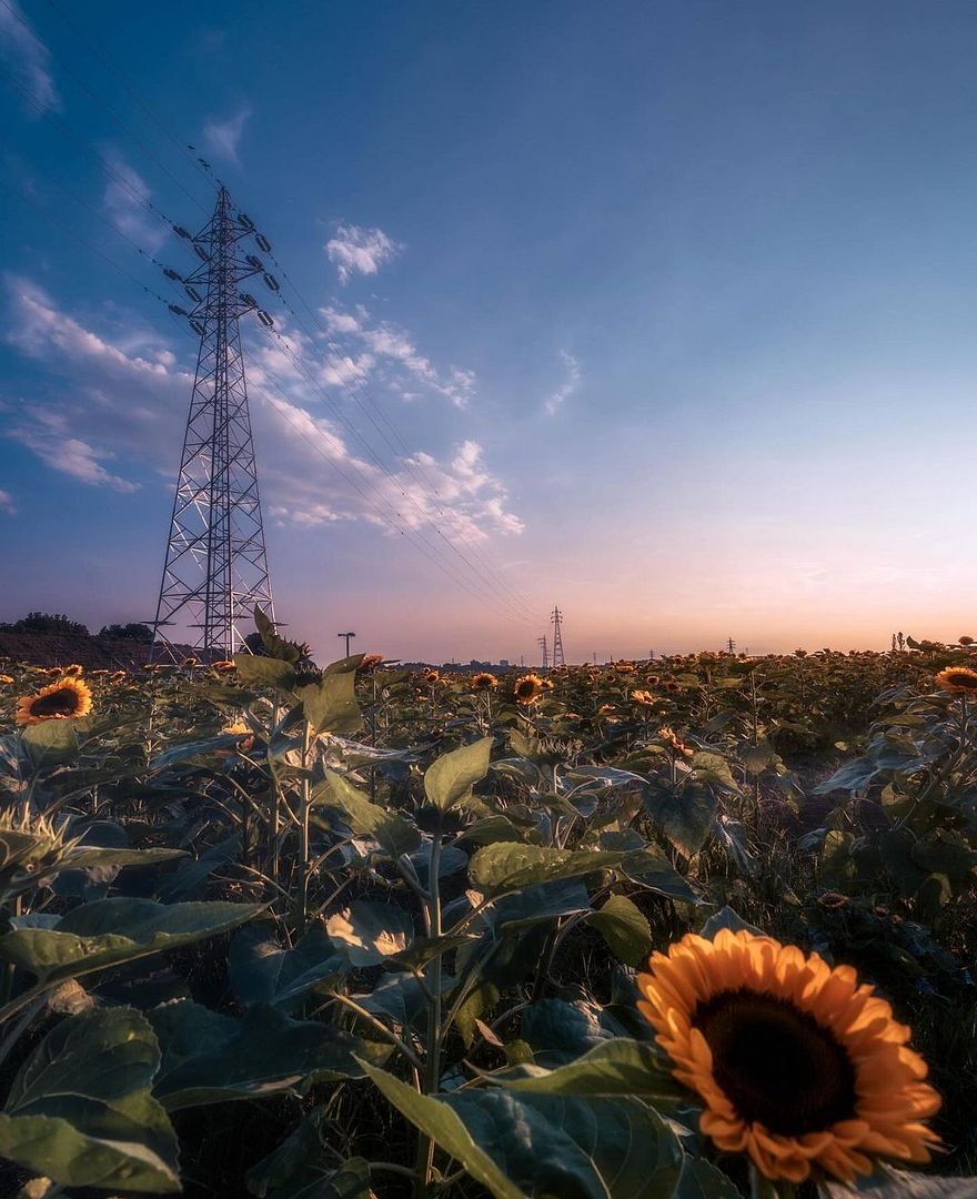 sunflower