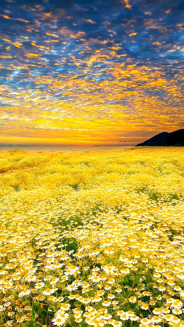 Flower Sea