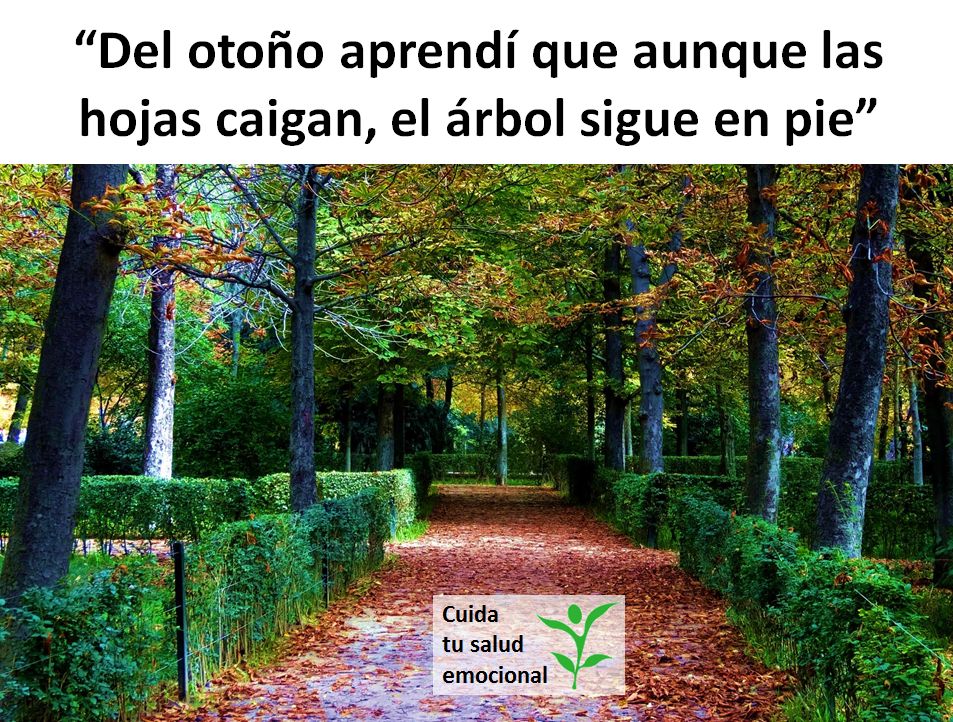 El árbol sigue en pie