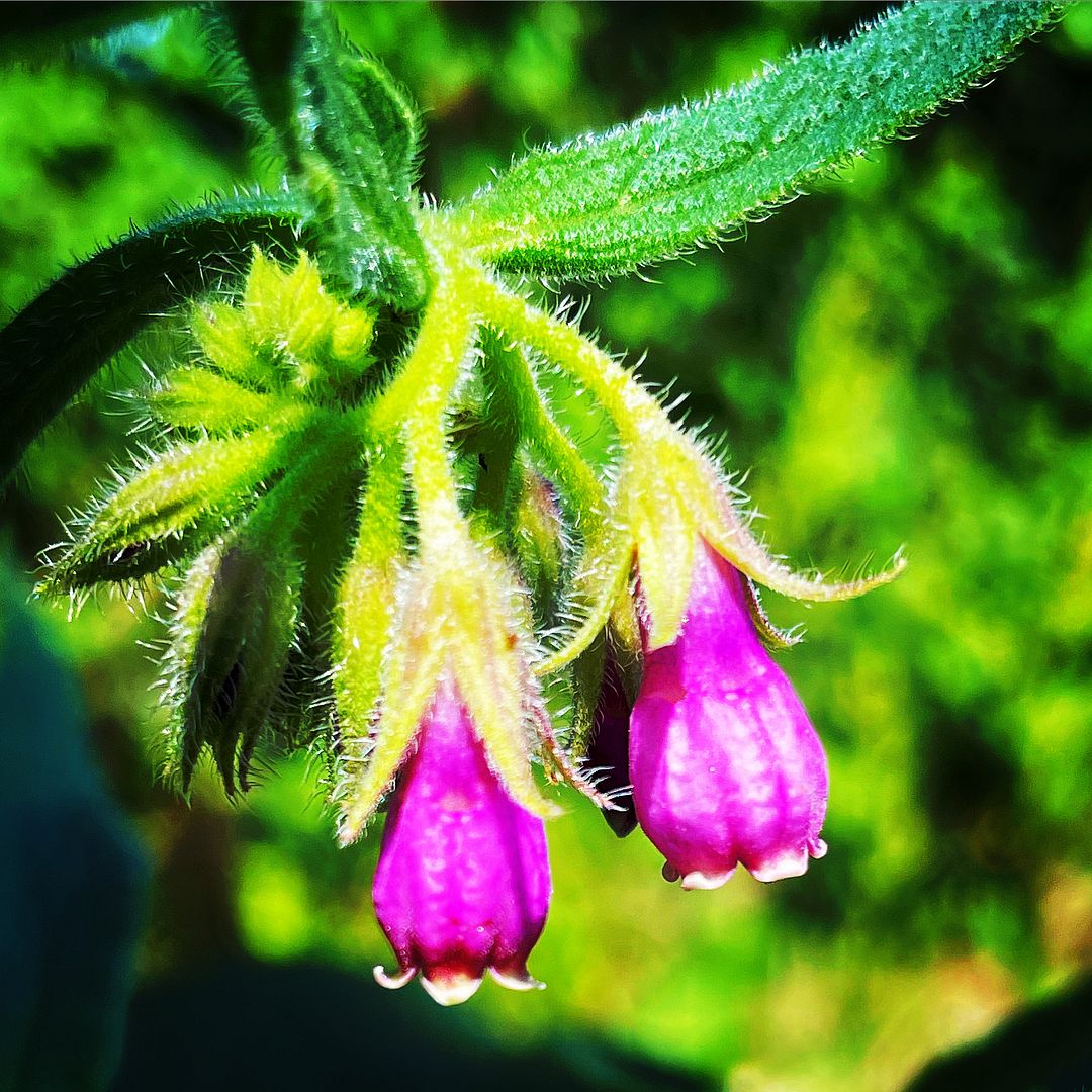 Comfrey