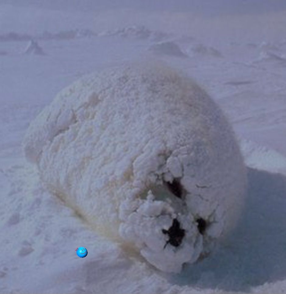 Harp seal_5