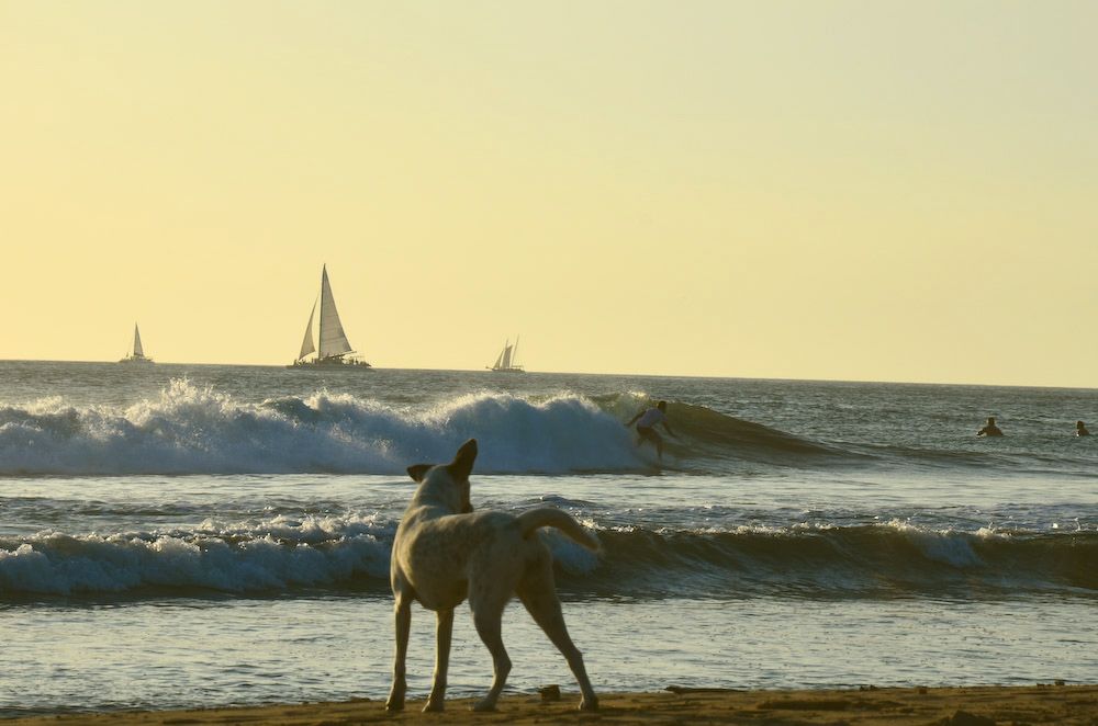 Surf aficionado