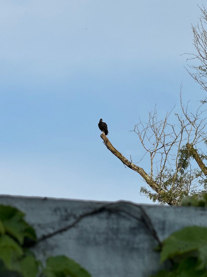 black vulture